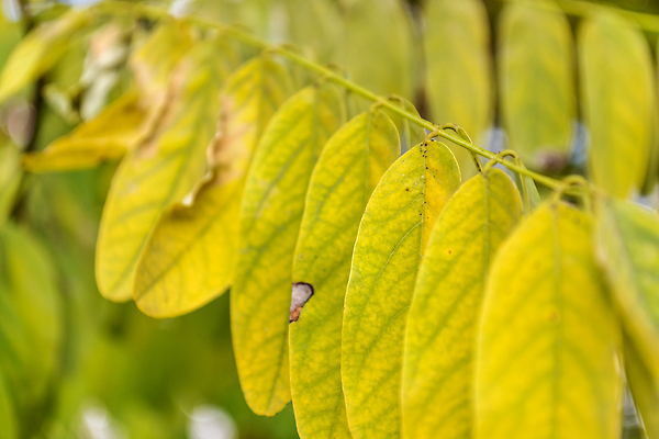포토 JPG 해외이미지 나무 식물 디자인 계절 공원 줄기 컬러 백그라운드 컨셉 단풍 잎 꽃무늬 패턴 자연 추상 프레임 건조 사람없음 야외 목재 장식 초록색 컬러풀 뷰티 노란색 환경 정원 활발 나뭇가지 신선 떨어짐 숲 에코 질감 10월 내추럴 아카시아 생태학 카피스페이스 해외202310 해외포토 공공시설 교육 꽃 무늬 재료 공백 날짜 생태계 파일형식