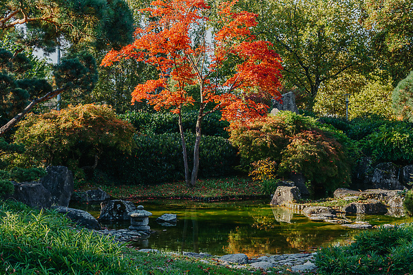 포토 JPG 해외이미지 나무 식물 디자인 공원 아시아 종교 문화 선 컬러 여행 단풍 잎 불교 건축양식 자연 휴식 동양인 풍경 사람없음 야외 건물 빨간색 초록색 물 컬러풀 뷰티 평화 정원 일본 봄 가을 바위 연못 개울 도쿄 장면 내추럴 랜드마크 해외202310 해외포토 자연요소 건축물 계절 공공시설 건축 나라 컨셉 인종 강 돌_바위 생태계 파일형식