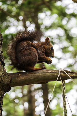 포토 JPG 해외이미지 나무 동물 공원 야생동물 포유류 자연 털 사람없음 빨간색 초록색 갈색 회색 견과류 나뭇가지 설치류 숲 모피 먹기 꼬리 다람쥐 솜털 해외202310 해외포토 식물 공공시설 컬러 모션 생태계 파일형식
