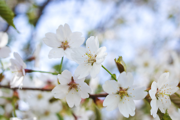 포토 JPG 해외이미지 나무 식물 계절 공원 꽃잎 꽃 아시아 분홍색 백그라운드 잎 꽃무늬 자연 하늘 풍경 사람없음 야외 목재 초록색 빛 컬러풀 태양 뷰티 정원 일본 맑음 봄 벚꽃 흰색 나뭇가지 신선 개화 체리 숲 내추럴 해외202310 해외포토 자연요소 공공시설 나라 컬러 무늬 과일 재료 날씨 생태계 파일형식