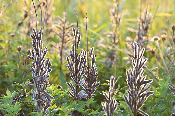 포토 JPG 해외이미지 나무 식물 계절 꽃무늬 밭 자연 건조 씨앗 풍경 잔디 사람없음 야외 여름 빛 뷰티 갈색 노란색 일몰 가을 전원 시골 땅 시리얼 허브 장면 내추럴 스텝 영원 해외202310 해외포토 꽃 음식 컬러 무늬 농업 노을 전기에너지 생태계 파일형식