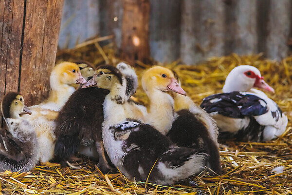 포토 JPG 해외이미지 동물 야생동물 캐나다 가족 자연 조류 병아리 사람없음 야외 초록색 뷰티 갈색 봄 아기 작음 부리 거위 솜털 물새 해외202310 해외포토 계절 컬러 북아메리카 관계 사람 크기 생태계 파일형식