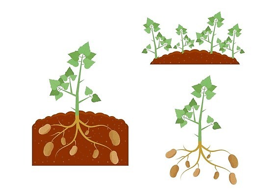 EPS 해외이미지 클립아트 식물 디자인 지구 음식 줄기 백그라운드 잎 밭 농업 채소 일러스트 재료 자연 감자 건강 야외 초록색 농작물 농장 정원 흙 봄 수확 성장 흰색 신선 땅 아래 그림 유기농 원예 뿌리 먼지 내추럴 고립 땅바닥 밭일 벡터 세련 해외202310 해외일러스트 웰빙 계절 산업 컬러 바닥 취미 방향 생태계 위치 파일형식