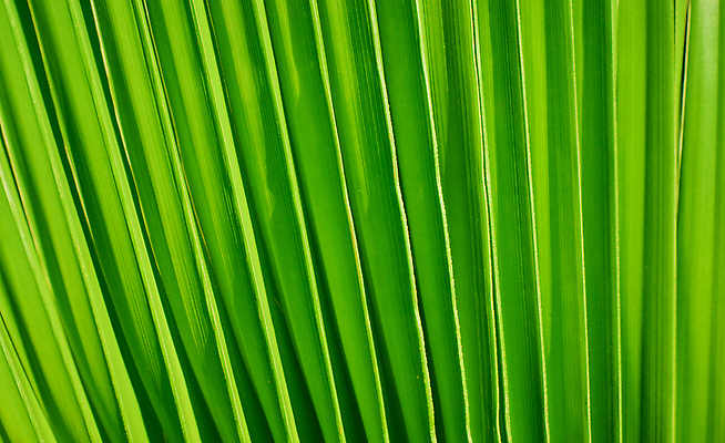 포토 JPG 해외이미지 나무 식물 선 컬러 백그라운드 잎 패턴 자연 벽지 표면 추상 손바닥 그림자 사람없음 초록색 여름 빛 햇빛 뷰티 환경 정원 봄 줄무늬 활발 성장 나뭇가지 신선 닫기 숲 묘사 유기농 질감 슛 정맥 내추럴 해외202310 해외포토 손 웰빙 계절 컨셉 무늬 모션 태양 생태계 혈관 파일형식