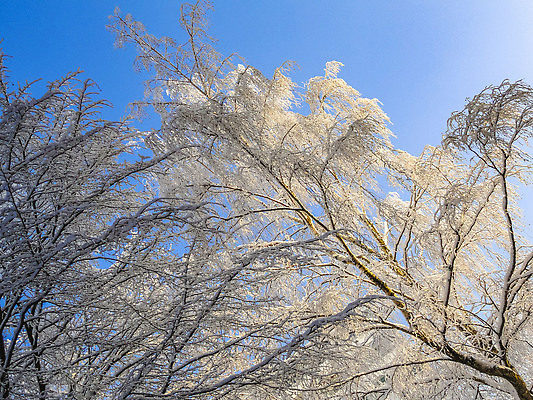 포토 JPG 해외이미지 나무 계절 공원 유럽 여행 겨울 자연 하늘 날씨 독일 파노라마 풍경 사람없음 건물 파란색 뷰티 냉동 얼음 추위 흰색 숲 12월 서리 장면 북쪽 타운 전나무 1월 내추럴 폭설 눈내림 겨울풍경 해외202310 해외포토 자연요소 식물 건축물 공공시설 나라 컬러 눈_날씨 촬영기법 도시 날짜 자연재해 방향 생태계 파일형식
