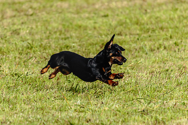 포토 JPG 해외이미지 동물 1 공원 감정 스포츠 밭 모션 놀이 건강 사람없음 야외 초록색 반려동물 달리기 뷰티 걷기 정원 점프 경쟁 에너지 게임 시골 레이싱 잡기 개 유혹 속도 사냥 송곳니 기르기 전력질주 챔피언 순혈 해외202310 해외포토 공공시설 컬러 컨셉 농업 포유류 시합 치아 돌봄 파일형식