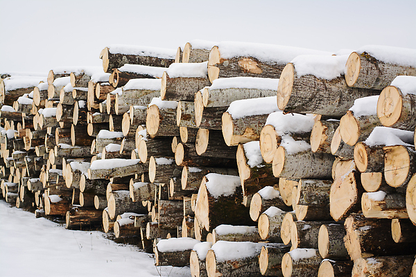 포토 JPG 해외이미지 나무 공원 백그라운드 겨울 자연 산 사람없음 야외 목재 세일 쌓기 환경 에너지 가을 나뭇가지 소나무 숲 장작 열대우림 자르기 천 통나무 연료 우표 그만 벌목 분양 삼림지대 생태학 수목 해외202310 해외포토 식물 계절 공공시설 교육 재료 모션 부동산 직물 생태계 파일형식