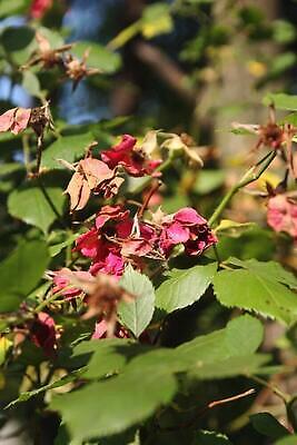 포토 JPG 해외이미지 식물 꽃잎 꽃 잎 사람없음 파란색 보라색 들꽃 제비꽃 라벤더 비올라 캄파눌라 해외202310 해외포토 컬러 허브 파일형식 찰현악기