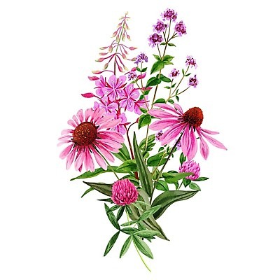 EPS 해외이미지 무료이미지 꽃 분홍색 일러스트 사람없음 봄 해외202310 해외일러스트 식물 계절 컬러 파일형식 벡터