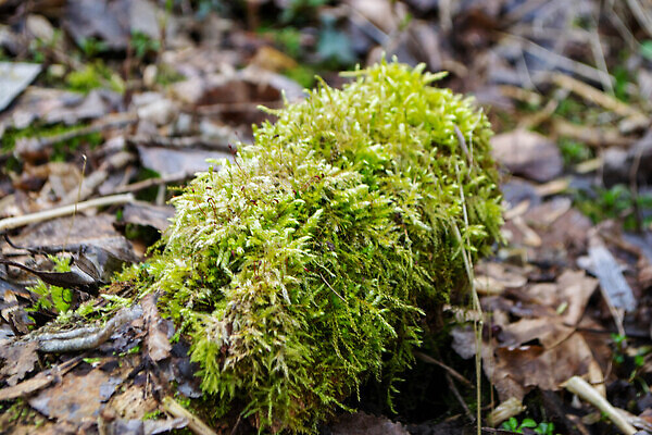포토 JPG 해외이미지 나무 백그라운드 자연 이끼 사람없음 초록색 노란색 숟가락 회색 나뭇가지 점 떨어짐 숲 묘사 질감 나무껍질 암초 자작나무 거짓말 옛날 진짜 해외202310 해외포토 식물 컬러 컨셉 수저 껍질 생태계 파일형식