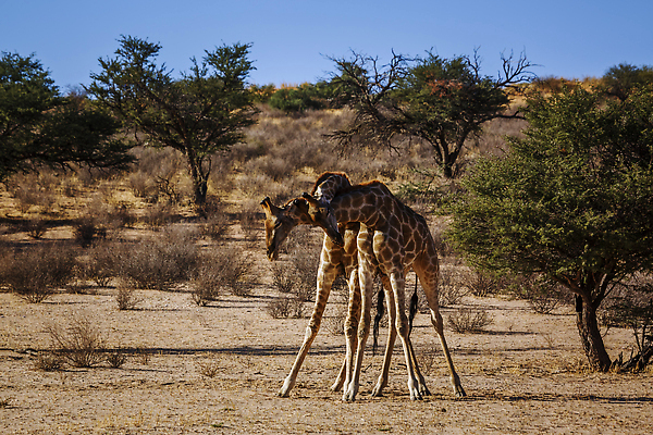 포토 JPG 해외이미지 아프리카 자연 국립공원 사람없음 야외 가로 관광지 뷰티 축제 사막 보호 기린 사파리 싸움 나미비아 남아프리카 보츠와나 보호구역 웅장함 칼라하리 건조기후 해외202310 해외포토 공원 나라 여행 컨셉 포유류 모션 생태계 구역 파일형식
