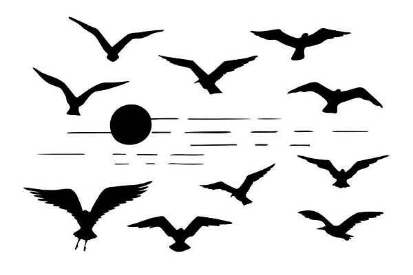 EPS 해외이미지 클립아트 동물 실루엣 포즈 날개 일러스트 모션 자연 갈매기 조류 흑백 세트 뷰티 머리 검은색 자유 흰색 비행 그룹 우아함 수집 깃털 묘사 생물학 부리 윤곽 번짐 목 내추럴 고립 무료 벡터 해외202310 해외일러스트 교육 컬러 컨셉 촬영기법 신체부위 생태계 파일형식 효과