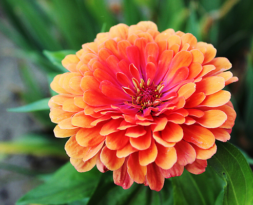 포토 JPG 해외이미지 꽃 잎 자연 사람없음 주황색 화려 원예 해외202310 해외포토 식물 컬러 컨셉 취미 생태계 파일형식