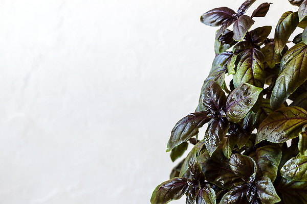 포토 JPG 해외이미지 식물 음식 백그라운드 잎 다이어트 재료 요리 사람없음 내부 옆모습 빨간색 초록색 물 빛 주방 정원 이탈리아 샐러드 회색 프랑스 흰색 나뭇가지 조미료 시장 맛 떨어짐 지중해 허브 향신료 유기농 아로마 레시피 바질 내추럴 온실 카프레제 카피스페이스 그리너리 페스토 해외202310 해외포토 자연요소 나무 웰빙 유럽 바다 뷰포인트 컬러 컨셉 건강 공백 소스_음식 향미료 파일형식 트랜드컬러