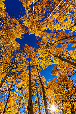 포토 JPG 해외이미지 나무 계절 도로 컬러 여행 백그라운드 잎 돈 자연 휴가 산 풍경 사람없음 야외 컬러풀 뷰티 반사 노란색 달러 미국 탐험 가을 나뭇가지 고속도로 황무지 황금 고독 숲 멀리 탐사 콜로라도 해외202310 해외포토 식물 감정 길 북아메리카 교통시설 재산 생태계 파일형식