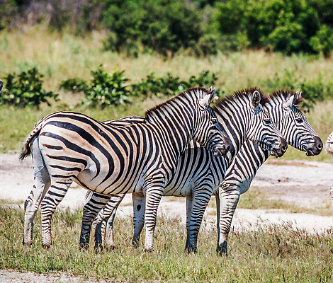 포토 JPG 해외이미지 동물 여행 조류 사람없음 여행객 보츠와나 해외202310 해외포토 사람 파일형식