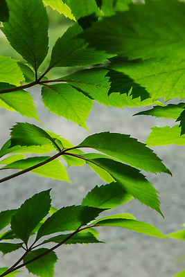 포토 JPG 해외이미지 나무 식물 배너 계절 공원 문화 백그라운드 컨셉 잎 꽃무늬 패턴 자연 하늘 추상 새로움 프레임 사람없음 장식 초록색 빛 햇빛 태양 뷰티 노란색 환경 정원 맑음 봄 광선 나뭇가지 신선 소프트포커스 숲 에코 내추럴 구성 벡터 카피스페이스 국경 해외202310 해외포토 자연요소 공공시설 꽃 컬러 무늬 날씨 촬영기법 공백 생태계 파일형식
