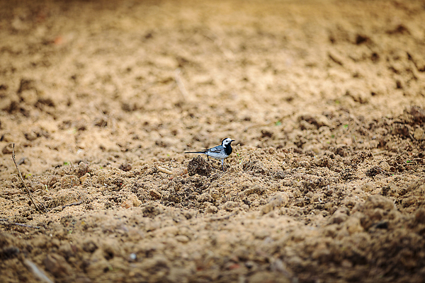 포토 JPG 해외이미지 지구 음식 모래 밭 농업 자연 조류 사람없음 농경지 경작 흙 시골 만취 원예 부리 먼지 땅바닥 생태학 해외202310 해외포토 동물 교육 산업 바닥 취미 농장 농사 생태계 술취함 파일형식