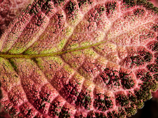 포토 JPG 해외이미지 모양 식물 계절 컬러 백그라운드 잎 꽃무늬 패턴 자연 표면 사람없음 장식 초록색 컬러풀 환경 정원 신선 제비꽃 묘사 원예 질감 정맥 내추럴 생태학 해외202310 해외포토 교육 꽃 무늬 취미 생태계 혈관 파일형식