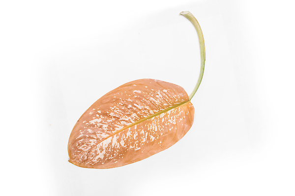 포토 JPG 해외이미지 식물 화초 과학 백그라운드 잎 농업 자연 건조 실험 사람없음 초록색 농장 정원 펼침 흰색 죽음 조직 수비 실험실 질병 과학자 원예 생물학 감염 미생물 시들음 내추럴 고립 곰팡이 썩음 전염병 제어 증상 화학물질 해외202310 해외포토 직업 교육 산업 컬러 의학 모션 생물 취미 화학 생태계 학자 파일형식