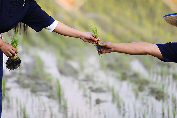 포토 JPG 해외이미지 손 성인 두명 신체부위 새싹 성장 쌀 농부 주기 모내기 논밭 심기 성인만 해외포토 식물 직업 밭 농업 모션 곡류 논 사람 파일형식