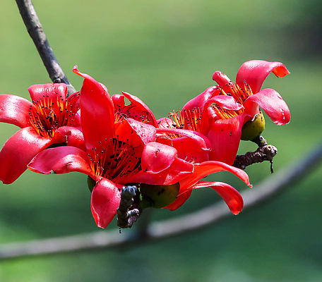 포토 JPG 해외이미지 꽃 잎 자연 사람없음 빨간색 화려 원예 해외202310 해외포토 식물 컬러 컨셉 취미 생태계 파일형식