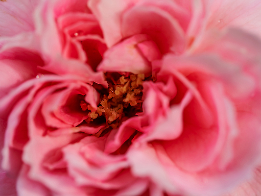 포토 JPG 해외이미지 식물 꽃잎 꽃 분홍색 백그라운드 꽃무늬 자연 벽지 추상 사람없음 빛 장미 노란색 정원 벚꽃 신선 개화 닫기 소프트포커스 묘사 질감 꽃가루 부드러움 내추럴 블러 파스텔톤 해외202310 해외포토 컬러 무늬 모션 촬영기법 감각 가루 생태계 파일형식