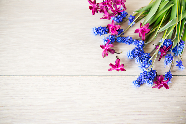 포토 JPG 해외이미지 식물 배너 계절 꽃 종이 분홍색 꽃다발 백그라운드 잎 꽃무늬 텍스트 자연 휴가 프레임 선물 사람없음 목재 장식 파란색 컬러풀 뷰티 우주 정원 봄 공백 회색 흰색 시골 축하 인사 신선 신용카드 개화 정상 다발 제비꽃 엽서 초대 사프란 히아신스 국경 비어있는 해외202310 해외포토 나무 컬러 컨셉 무늬 재료 금융 예절 편지 향신료 생태계 파일형식