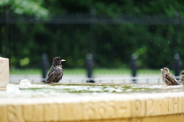 포토 JPG 해외이미지 동물 야생동물 파도 백그라운드 자연 조류 생물 수영장 풍경 사람없음 야외 여름 반려동물 강 수영 흐름 연못 수면 참새 물새 해외202310 해외포토 계절 바다 컨셉 물 수상스포츠 생태계 파일형식