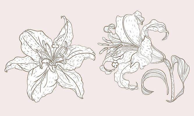 EPS 해외이미지 식물 꽃 종이 선 컬러 컨셉 꽃무늬 일러스트 자연 잉크 미술 씨앗 동양인 장식 뷰티 갈색 수확 벚꽃 개화 우아함 낙서 인쇄 백합 스케치 수집 라인아트 유기농 복고 윤곽 아로마 손그림 판화 고립 엘리먼트 힙스터 해외202310 해외일러스트 웰빙 패션 무늬 농업 문화예술 인종 생태계 파일형식 벡터