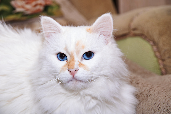 포토 JPG 해외이미지 동물 응시 컬러 백그라운드 포유류 발 휴식 수염 주택 털 사람없음 파란색 반려동물 햇빛 뷰티 고양이 침실 꿈 회색 흰색 침대 잠 달콤 작음 담요 모피 낮잠 부드러움 솜털 거짓말 안락 해외202310 해외포토 시선 가구 컨셉 건물 신체부위 태양 감각 맛 크기 파일형식