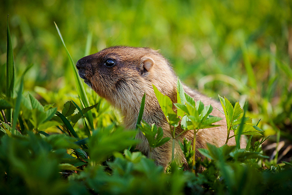 포토 JPG 해외이미지 동물 1 공원 야생동물 새끼 포유류 생물 털 서기 사람없음 야외 초록색 컬러풀 뷰티 갈색 봄 아기 관찰 개화 작음 배고픔 호기심 싱글 다람쥐 공포 동유럽 동물상 땅바닥 해외202310 해외포토 계절 공공시설 꽃 감정 유럽 컬러 컨셉 모션 바닥 사람 조형물 설치류 크기 파일형식