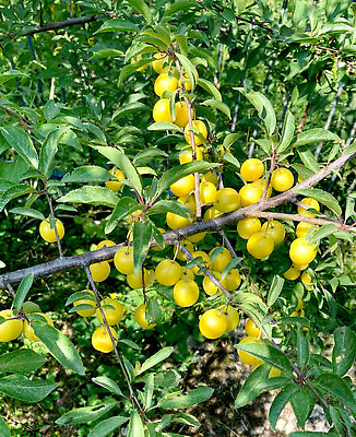 포토 JPG 해외이미지 나무 식물 계절 열매 음식 컬러 백그라운드 잎 농업 다이어트 과일 자연 건강 사람없음 야외 초록색 농장 노란색 정원 농사 수확 성장 나뭇가지 시골 신선 체리 달콤 맛 과수원 다발 유기농 원예 자두 내추럴 밭일 숙성 맛있는 해외202310 해외포토 웰빙 산업 컨셉 취미 생태계 파일형식