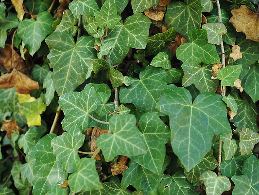 포토 JPG 해외이미지 식물 백그라운드 잎 패턴 자연 벽지 표면 사람없음 초록색 공백 질감 아이비 내추럴 그리너리 해외202310 해외포토 컬러 무늬 생태계 파일형식 트랜드컬러