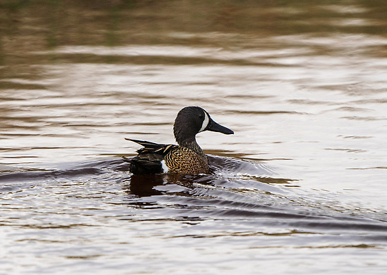 포토 JPG 해외이미지 동물 야생동물 날개 자연 조류 오리 사람없음 물 파란색 해외202310 해외포토 자연요소 컬러 생태계 파일형식
