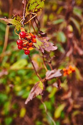 포토 JPG 해외이미지 나무 식물 계절 열매 음식 잎 과일 사람없음 빨간색 여름 정원 캠핑 수확 성장 가을 나뭇가지 신선 닫기 다발 관목 배낭여행 내추럴 건포도 숙성 해외202310 해외포토 컬러 여행 농업 모션 포도 레저 건과일 파일형식