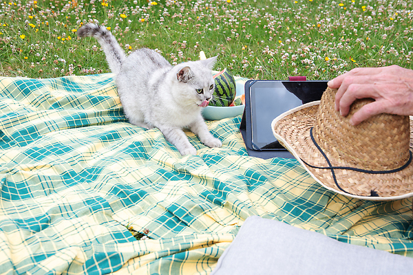 포토 JPG 해외이미지 동물 1 응시 공원 백그라운드 인터넷 장난 통신 포유류 자연 직장 털 잔디 사람없음 야외 초록색 여름 노트북 반려동물 컴퓨터 정원 공책 고양이 키보드 업무 네트워크 작음 온라인 해외202310 해외포토 식물 시선 계절 공공시설 컬러 회사 문구용품 전자제품 작업 크기 생태계 파일형식