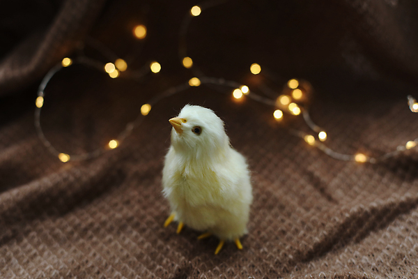 포토 JPG 해외이미지 전통 디자인 배너 계절 행복 포스터 야생동물 컨셉 농업 조류 휴가 부활절 생물 병아리 사람없음 장식 컬러풀 농장 노란색 귀여움 마을 축제 치킨 봄 시골 축하 아기 신용카드 4월 심볼 깃털 유기농 부드러움 솜털 돌봄 밭일 암탉 해외202310 해외포토 동물 웰빙 기념일 감정 산업 컬러 모션 사람 금융 닭 감각 날짜 암컷 닭고기요리 파일형식