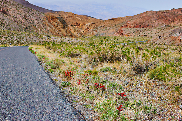 포토 JPG 해외이미지 식물 구름 공원 꽃 도로 여행 밭 하늘 산 건조 국립공원 풍경 사람없음 야외 빨간색 여름 계곡 봄 사막 황무지 땅 관목 언덕 캘리포니아 암초 내추럴 산악지대 스텝 평야 해외202310 해외포토 자연요소 나무 계절 공공시설 길 컬러 농업 교통시설 자연 미국 파일형식