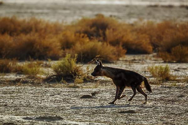 포토 JPG 해외이미지 동물 야생동물 포유류 아프리카 자연 국립공원 풍경 사람없음 야외 옆모습 가로 관광지 달리기 걷기 사막 황무지 보호 관목 사파리 서식지 나미비아 남아프리카 보츠와나 보호구역 칼라하리 건조기후 해외202310 해외포토 멸종위기종 나무 공원 나라 뷰포인트 여행 컨셉 모션 생태계 구역 파일형식