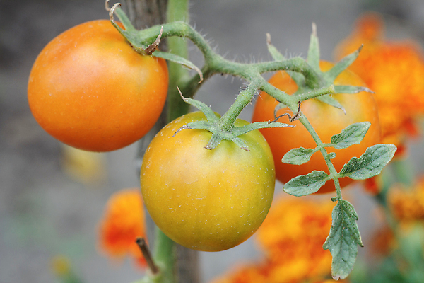 포토 JPG 해외이미지 식물 음식 잎 농업 토마토 채소 과일 자연 건강 사람없음 초록색 농장 정원 성장 나뭇가지 신선 다발 유기농 날것 포도나무 내추럴 숙성 온실 채식주의자 해외202310 해외포토 나무 웰빙 산업 컬러 과일나무 생태계 채식 파일형식