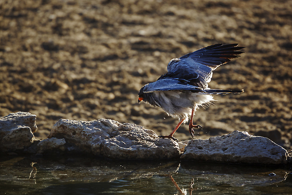 포토 JPG 해외이미지 동물 야생동물 아프리카 자연 조류 국립공원 사람없음 가로 관광지 사막 보호 사파리 독수리 나미비아 남아프리카 보츠와나 보호구역 칼라하리 건조기후 해외202310 해외포토 공원 나라 여행 컨셉 생태계 구역 파일형식