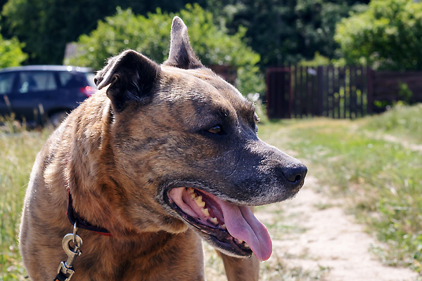 포토 JPG 해외이미지 동물 1 계절 공원 남자 얼굴 밭 포유류 자연 미소 풍경 성인 사람없음 야외 여름 반려동물 뷰티 갈색 가을 시골 개 송곳니 동반자 유래 카피스페이스 순혈 해외202310 해외포토 공공시설 컬러 농업 표정 사람 신체부위 공백 치아 생태계 파일형식