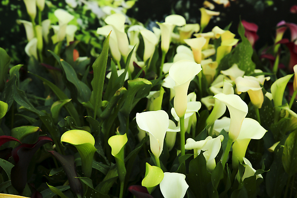 포토 JPG 해외이미지 식물 꽃 줄기 꽃다발 자연 사람없음 장식 초록색 노란색 머리 와인 정원 벚꽃 흰색 신선 우아함 백합 크림 순수 묘사 원예 꽃가루 부드러움 내추럴 꽃수술 단아함 이국적 천진난만 취급주의 칼라꽃 해외202310 해외포토 컬러 컨셉 주류 경고 취미 신체부위 감각 가루 생태계 파일형식