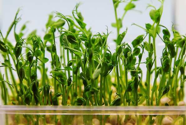 포토 JPG 해외이미지 식물 배너 음식 백그라운드 잎 농업 다이어트 채소 재료 자연 해바라기 건강 씨앗 사람없음 초록색 새싹 식당 정원 흙 샐러드 성장 흰색 아기 신선 머스터드 에코 유기농 완두콩 양배추 날것 내추럴 고립 루꼴라 바이오 채식주의자 슈퍼푸드 비건 해외202310 해외포토 웰빙 꽃 산업 컬러 콩 사람 환경 상점 소스_음식 생태계 채식 건강식품 파일형식