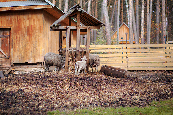 포토 JPG 해외이미지 동물 응시 음식 농업 포유류 자연 생물 털 실내 사람없음 울타리 농장 머리 가축 시골 양 업무 바 쌍 볏짚 군중 오두막 먹이 방목 먹기 양고기 외양간 양모 밭일 양털 해외202310 해외포토 시선 산업 모션 육류 사람 내부 신체부위 담장 직물 작업 짚 축산업 생태계 파일형식