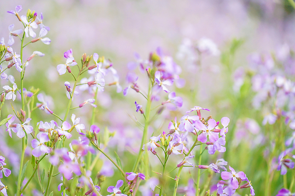 포토 JPG 해외이미지 식물 꽃잎 꽃 농업 자연 하늘 사람없음 야외 강 맑음 봄 시골 도쿄 통조림 라벤더 해외202310 해외포토 계절 산업 날씨 일본 허브 생태계 파일형식