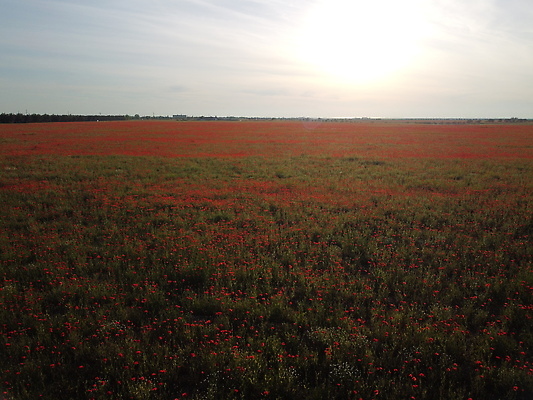 포토 JPG 해외이미지 식물 꽃 컬러 백그라운드 꽃무늬 밭 자연 사람없음 야외 빨간색 초록색 컬러풀 태양 뷰티 일몰 봄 낭만 들꽃 벚꽃 시골 신선 개화 양귀비 진홍색 내추럴 해외202310 해외포토 자연요소 계절 컨셉 무늬 농업 노을 생태계 파일형식