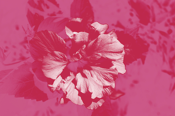 포토 JPG 해외이미지 나무 식물 디자인 계절 공원 꽃잎 꽃 분홍색 컬러 여행 백그라운드 잎 꽃무늬 자연 사람없음 야외 빨간색 여름 햇빛 뷰티 장미 유행 정원 봄 성장 벚꽃 흰색 신선 개화 자주색 원예 꽃가루 내추럴 꽃수술 이국적 히비스커스 해외202310 해외포토 공공시설 무늬 취미 태양 가루 생태계 파일형식