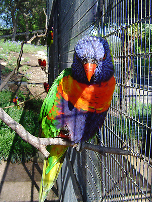 포토 JPG 해외이미지 조류 동물원 사람없음 깃털 앵무새 해외202310 해외포토 동물 파일형식